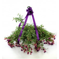 Fuchsia Hanging Basket 10"